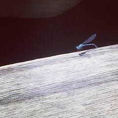 1073740_10151537618105966_822664415_o